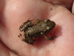 Bufo bufo