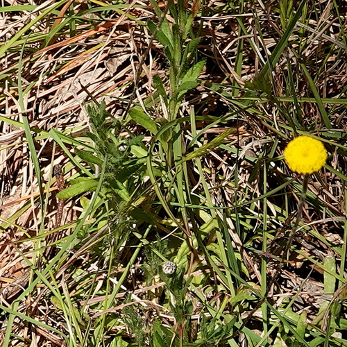 Image of Leptorhynchos squamatus by (c) Max Campbell, some rights reserved (CC BY)