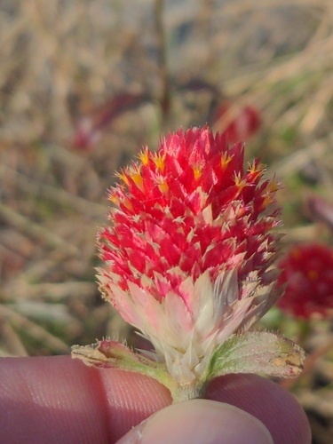 Rio Grande Globe Amaranth (Gomphrena haageana)