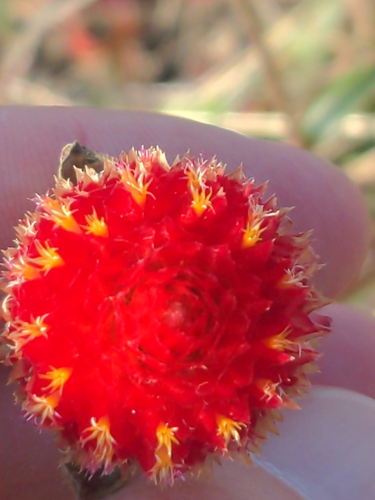 Gomphrena haageana, photograph 2