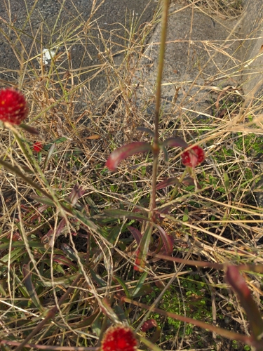 Image of Gomphrena haageana by no rights reserved