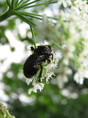Bombus