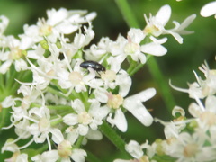 Coleoptera