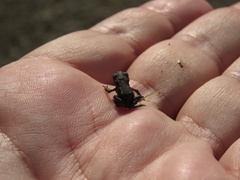 Bufo bufo