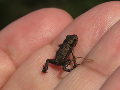 Bufo bufo