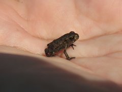 Bufo bufo