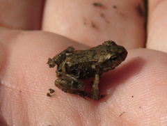 Bufo bufo