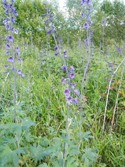 Delphinium cuneatum