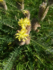 Astragalus alopecurus