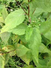 Eurybia furcata