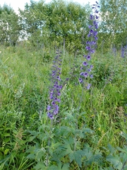 Delphinium cuneatum