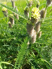 Astragalus alopecurus