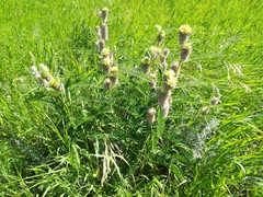 Astragalus alopecurus