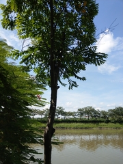 Diospyros kotoensis