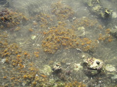 Ciocalypta polymastia