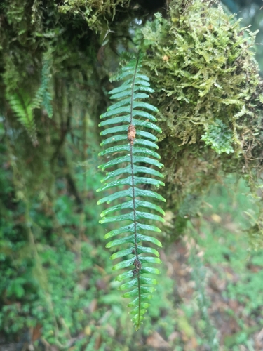 Prosaptia contigua observed 2024-11-04