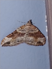 Xanthorhoe defensaria