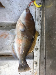 Notolabrus celidotus