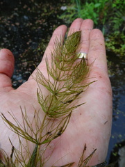 Ceratophyllum echinatum