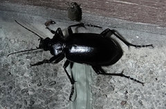 Calosoma peregrinator