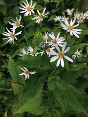 Eurybia furcata