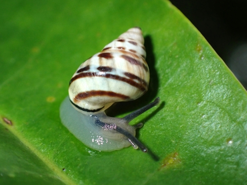 Rhachistia observed 2024-11-04