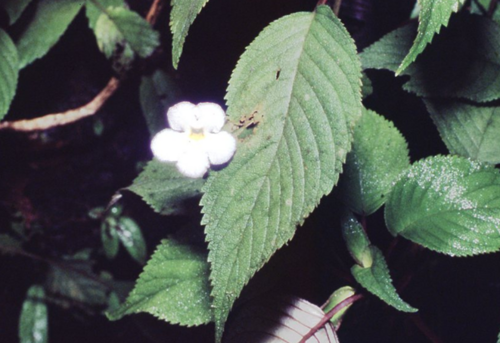Hexatheca dolichopoda