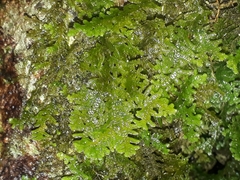 Lepidolaena taylorii