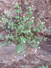 Perityle tenella