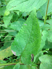 Eurybia furcata
