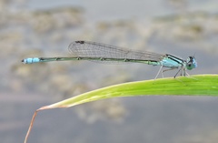 Pseudagrion spencei