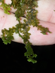 Lepidolaena taylorii