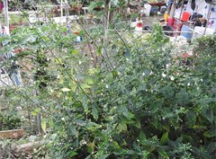 Rhinacanthus nasutus