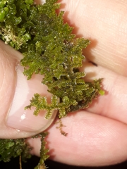 Lepidolaena taylorii