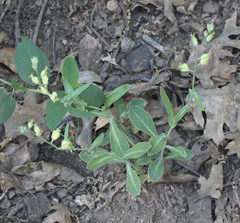 Streptanthus bernardinus