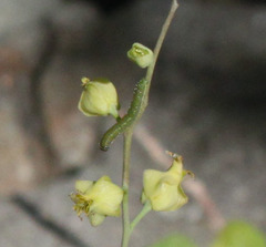 Streptanthus bernardinus