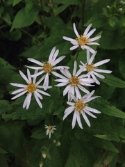 Eurybia furcata