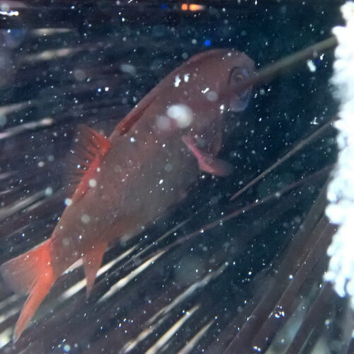 Siphamia fuscolineata observed 2024-11-02