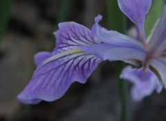 Iris hartwegii australis