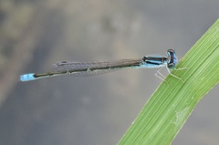 Pseudagrion spencei