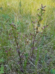 Pedicularis parviflora