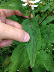 Eurybia furcata