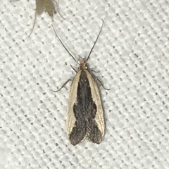 Dichomeris inserrata