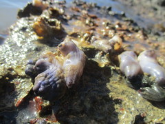 Asterocarpa coerulea