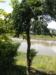 Diospyros kotoensis