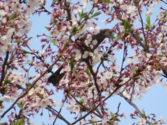 Hypsipetes amaurotis amaurotis
