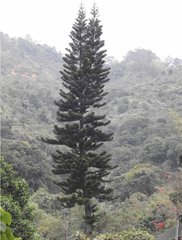 Eutacta