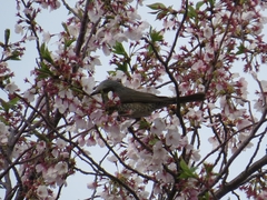 Hypsipetes amaurotis amaurotis