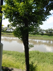 Diospyros kotoensis