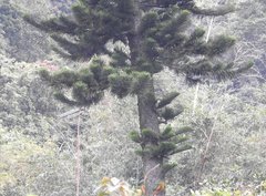 Eutacta
